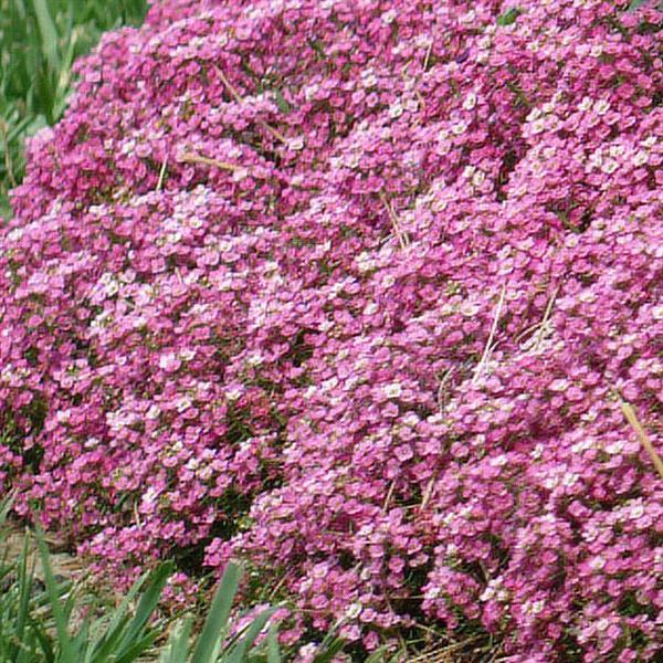 Perennial Seeds